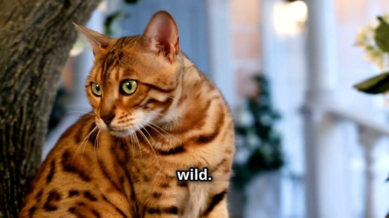 Top 7 Most Beautiful Cat Breeds You Need 2025