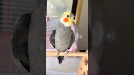 Adorable Cockatiel Larry's Cute Singing Moments 🥰🎶🦜 #cockatielscraze #birdsinging #cutepets