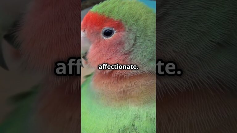 Top 5 Pet Birds You’ll Love!