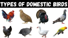 Types Of Domestic Birds | Domestic Birds Vocabulary | Birds For Kids #birds #education