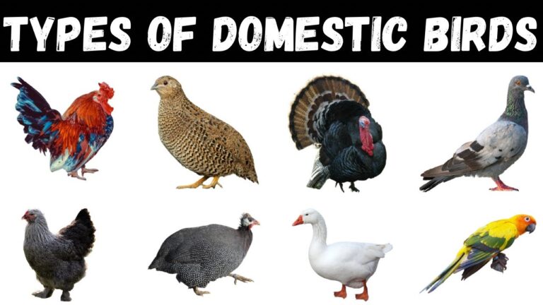 Types Of Domestic Birds | Domestic Birds Vocabulary | Birds For Kids #birds #education
