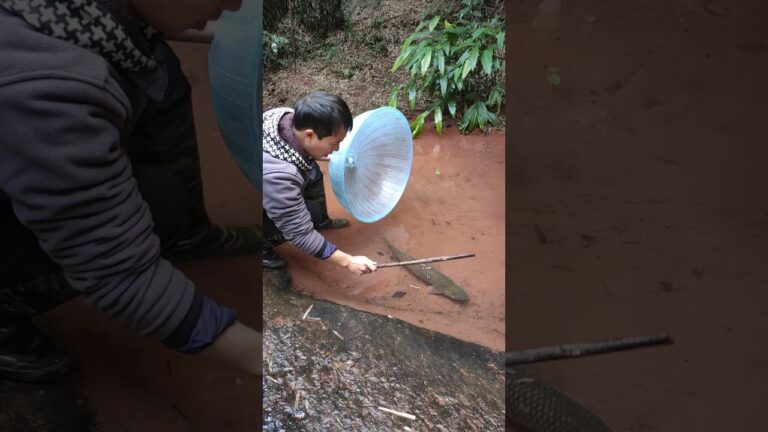 Aquarium fish, beautiful freshwater fish for aquarium, parrot fish, fancy goldfish