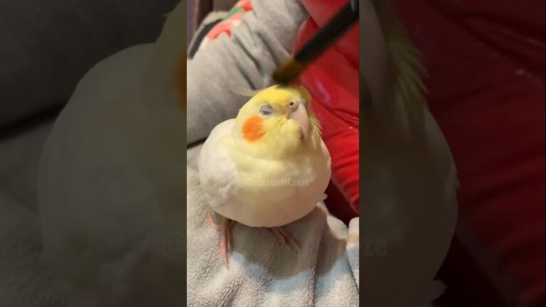 Cuteness Alert 🚨🦜🥰 #cockatielscraze #cockatiel