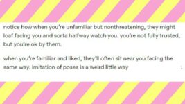 Explaining Cat Behavior