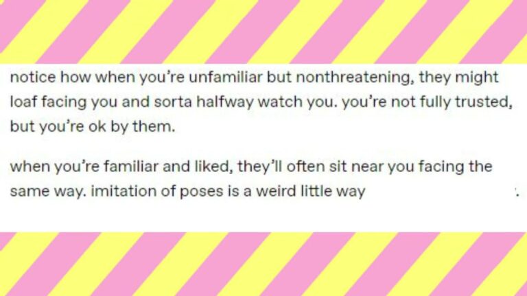 Explaining Cat Behavior