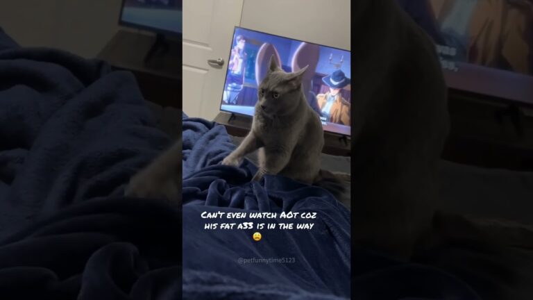 Interrupt your cat while making “sin biscuit”🥹#fyp #cat #behavior #catlover #catsoftiktok