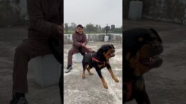 Rottweiler Daisy Protecting owner from Stranger attack😡🚨#rottweiler #security #protection
