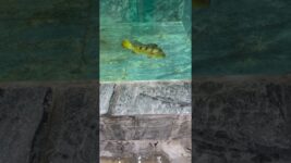 What I'm most afraid of is the fish – feeding session. They eat so ferociously. #koi #fish#pets