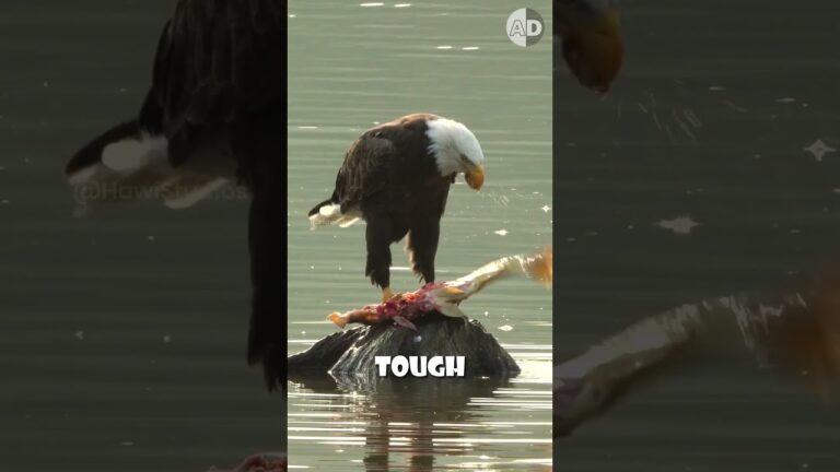 Why Do Captive Birds Need Their Beaks Trimmed?