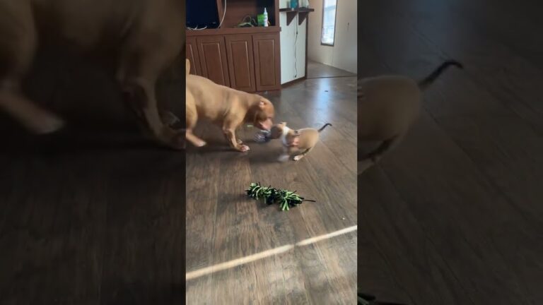 @nfgvon: #doglover #pets #dog #dogs #puppy