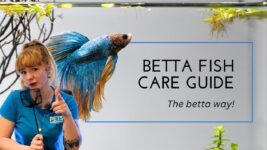 Betta Fish Care for Beginners – You Betta know this!
