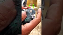 Birds health care in winter 🥶 #pigeon #motivation #birds #kabootar #jaipurtonkpigeons #birdlife