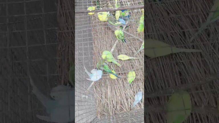 Different types of birds #birdslover