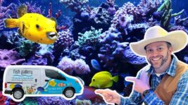 Fun Learning At The Fish Store: Discover Fascinating Fish!