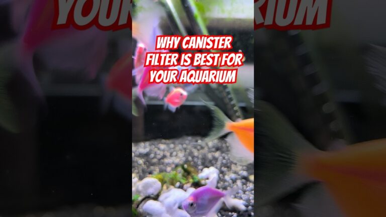 WHY CANISTER FILTER IS BEST FOR YOUR AQUARIUM #aquarium #glofishtetra #fish #tetra #usa #losangeles
