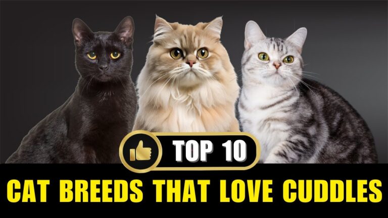 10 Cat Breeds That Love Cuddles More Than You Do
