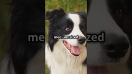 Border Collie | The World’s Smartest Dog | Facts and Care Tips #dogs #dog #pets #pet #doglover #dogs