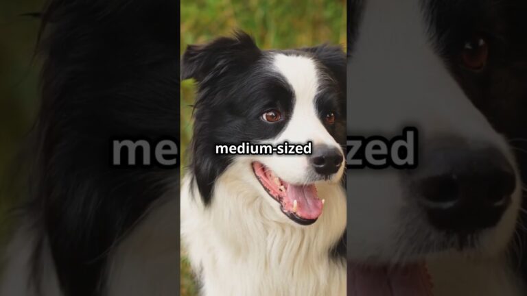 Border Collie | The World’s Smartest Dog | Facts and Care Tips #dogs #dog #pets #pet #doglover #dogs