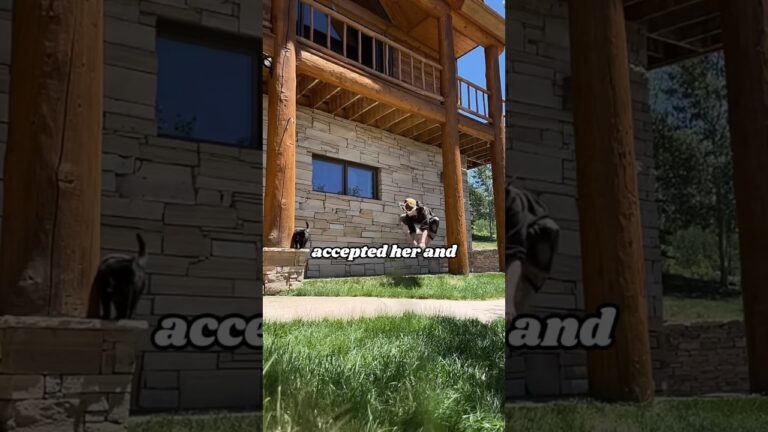 Learn cat behavior #cat #heartwarmingpets #animals