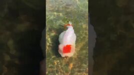 The last goldfish in the fishpond#koi #fish #pets #goldfish