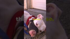 “What She Wants To Do Is Destroy Her” #dogwhisperer #dog #cesarmillan