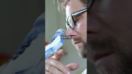 Why Birds Make Amazing Pets! 🐦💖 #PetBirds #PetTips