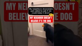 Why My Dog's Behavior is Putting Me at RISK of Being EVICTED!