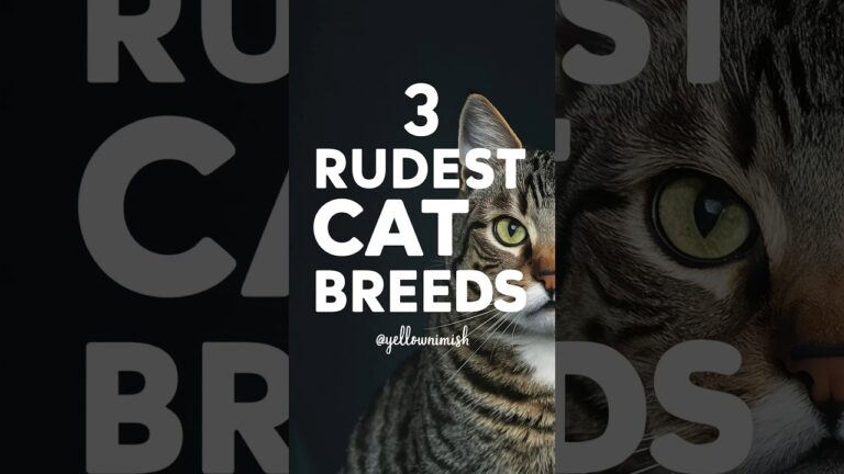 Cat Breeds | 3 Rudest Cat Breeds On The Planet #shorts #cats #yellowmimish @catbreeds1918