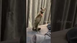 Cat's weird behavior #cat #kucing #cute #meow #pets #kucinglucu #猫#kitten