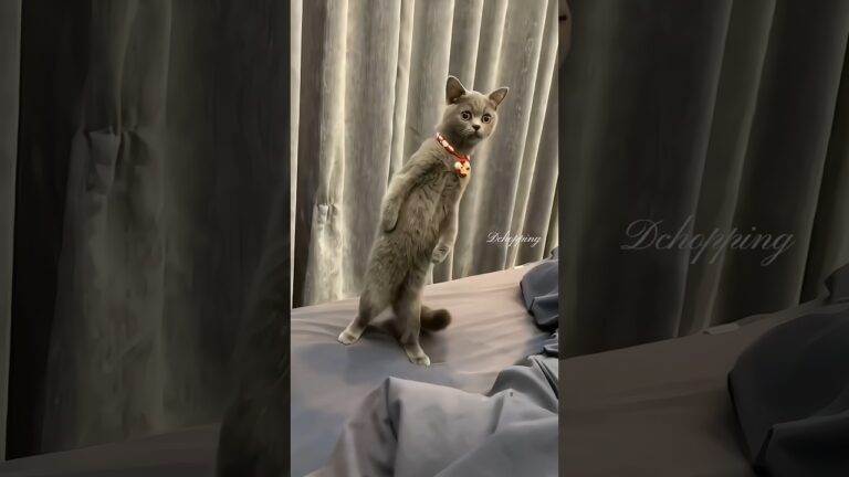 Cat's weird behavior #cat #kucing #cute #meow #pets #kucinglucu #猫#kitten