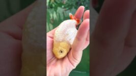 I'm really sad that the goldfish died.#fish #goldfish #pets #animals