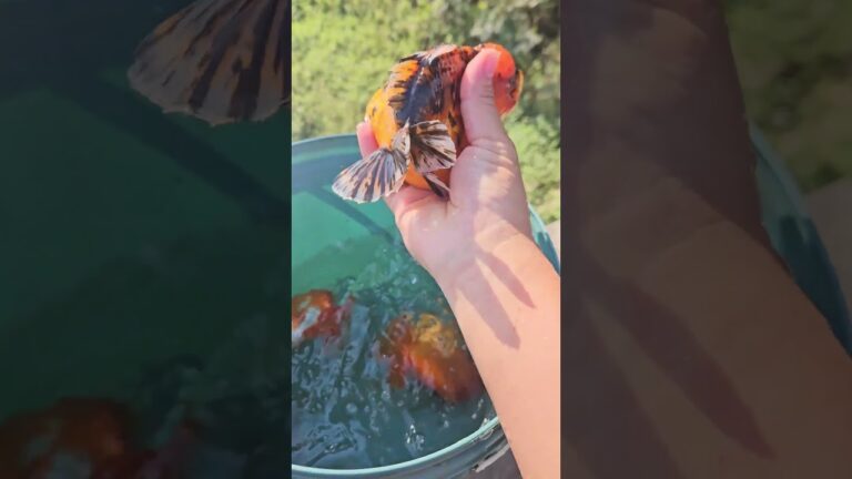 Is it redemption or harm? Return to nature. #goldfish #koi #indian #fish#usa