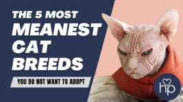 Top 5 Meanest Cat Breeds You Do Not Want at Home