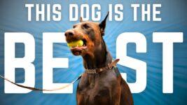 Why the Doberman Crushes Every Other Dog Breed