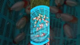 Do you have a specific name for goldfish whose entire head is red? #koi#fish #pets #goldfish