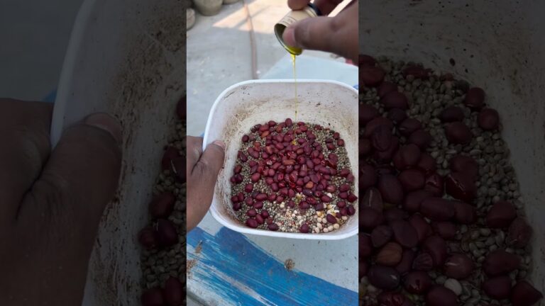 Feeding Special Foods today at my pigeon loft #racingpigeon #birds #pigeonhobby #merpati #kabutar