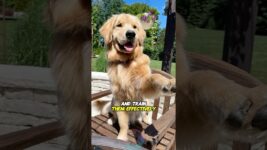 How to Understand Your Dog’s Behavior and Train Them Effectively #shorts #dog #dogtraining #pets