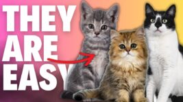 Top 5 Cat Breeds For Beginners (Easy To Own)