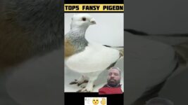 #pigeon #10mostpigeon #birds #atvpk63 #shorts #trending #inspiring #shortsfeeds #viralvideo