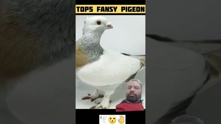 #pigeon #10mostpigeon #birds #atvpk63 #shorts #trending #inspiring #shortsfeeds #viralvideo