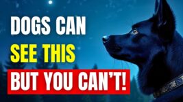 11 STRANGE Things ONLY Dogs Can See And Hear But You Can't! | K9Pedia