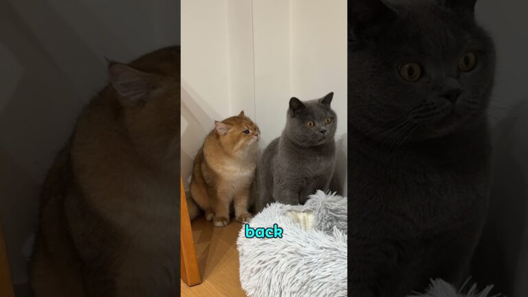 Kitten Sibling Rivalry: How Two Brothers Learned to Share | Cat Behavior, Cat Care, Playtime