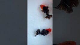 The perfect combination of red and black. #koi #fish#goldfish #aquarium  #howtocreateguppyfishstrain