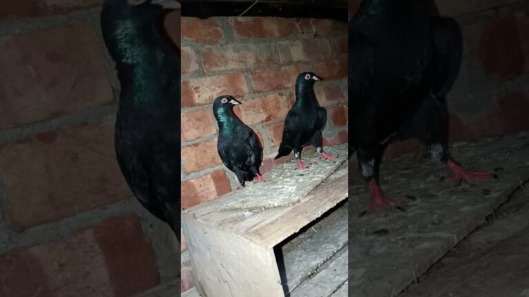 #pigeon #birds #keşfet #pets #eagles #pigeonstatus #ytshorts #kabutarstatus #raisenpigeons #bird