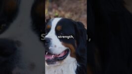 Bernese Mountain Dog | The Gentle Giant of the Alps | Facts and Care Tips #dogs #dog #pet #pets