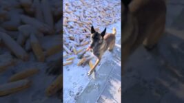 In a dangerous moment, the dog's behavior is really great! The dog has become a spirit