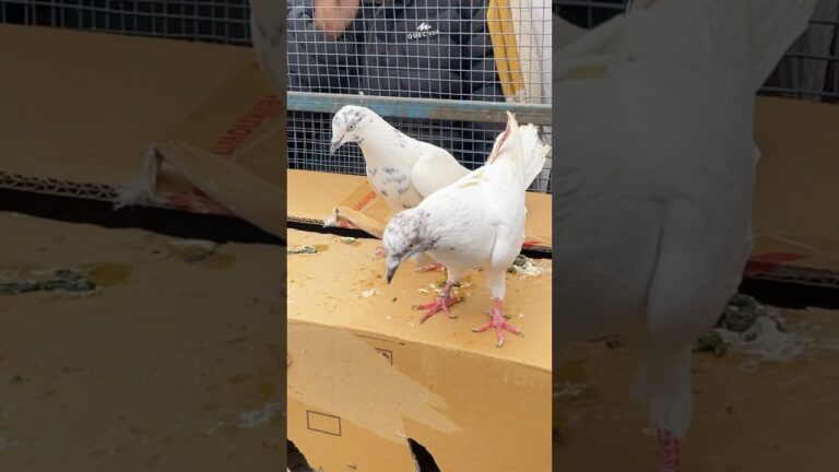Sehzad Bhai Loni pets market #shorts #pigeon #kabutar #pigeons #kabootar