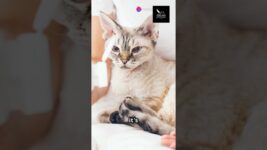 Top 10 human medications dangerous for cats #cat#care #dangerous #health #medicine #meditation#viral