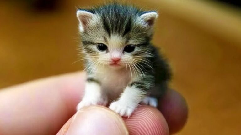 20 Smallest Cat Breeds In The World