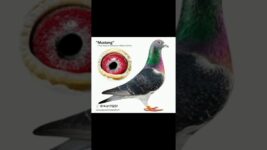 4 types of racing pigeons eyes #pigeon #pigeonpigeon #birds #eyes #racing pigeon